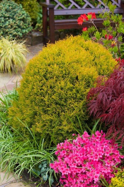 Вічнозелена туя Рейнголд для декоративних композицій.